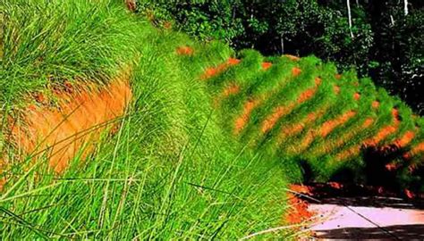 Vetiver: A Sustainable Wonder for Erosion Control and Biofuel Production!